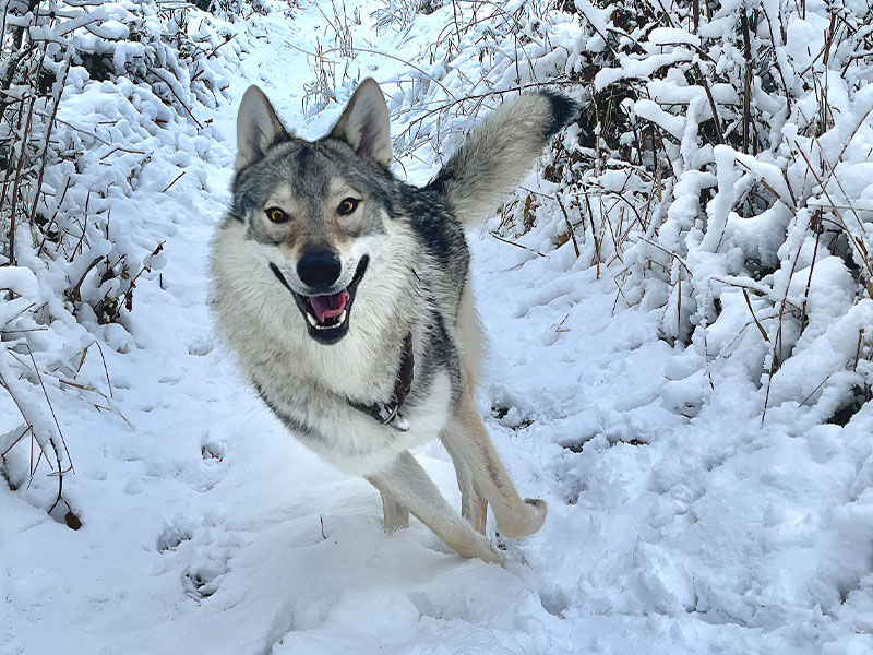 捷克斯洛伐克猎狼犬最适合寒冷的气温。