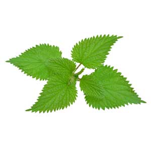 <strong>Brennnessel</strong><br> <br> • kann das Immunsystem stärken<br>  •  kann die Knochengesundheit verbessern<br> • harnfördernd<br> • kann entzündungshemmend wirken