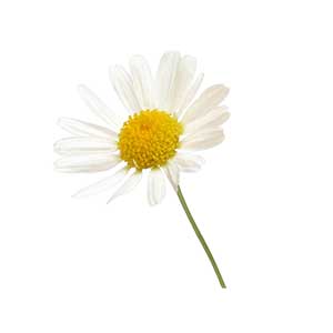 <strong>Kamille</strong><br> <br> • gut für den Magen<br>  •  kann Ängste und Depressionen lindern<br>  • antibakteriell<br> • kann entzündungshemmend wirken