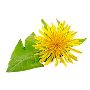 <strong>Löwenzahn</strong><br> <br> • gut für die Verdauung<br>  •  kann entgiftend auf die Leber wirken<br> • kann eine gesunde Darmflora unterstützen