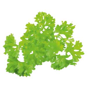 <strong>Petersilie</strong><br> <br> • kann freie Radikale binden<br>  •  kann den Stoffwechsel anregen<br> • kann entzündungshemmend wirken