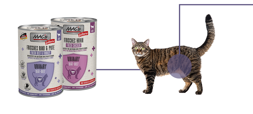 Urinary cat