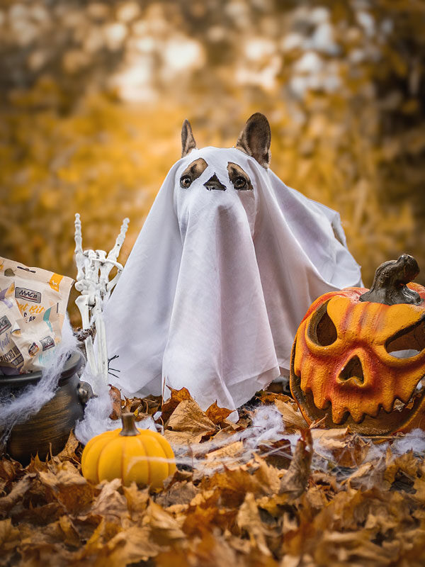 Französische Bulldogge Abby hat einen super Halloween-Geist abgegeben.