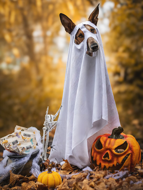 Bürohund Jingles hat das Halloween-Shooting auf jeden Fall gewonnen.