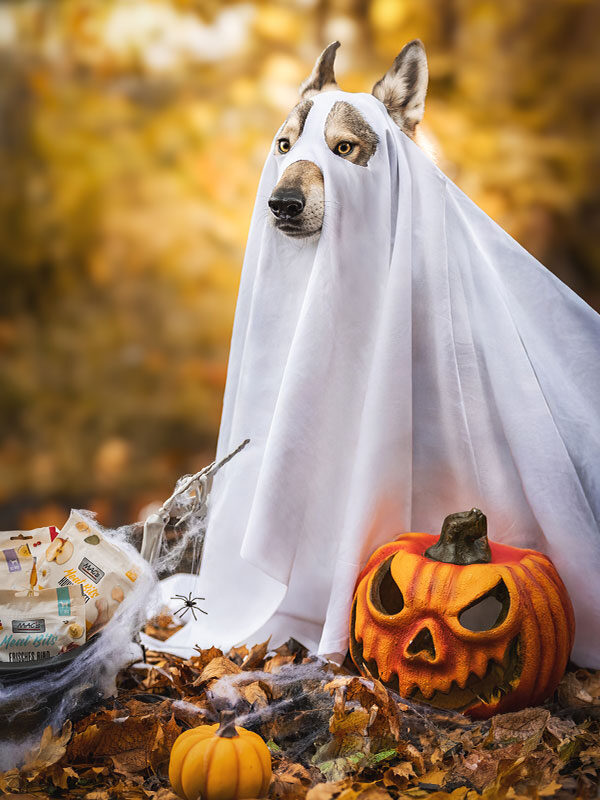 Bürowolf Lucifer hat seine Rolle als Gruselhund definitiv sehr Ernst genommen.