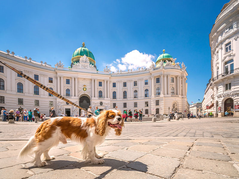 Entdecke mit deinem Vierbeiner die schönsten Städte an der Donau...