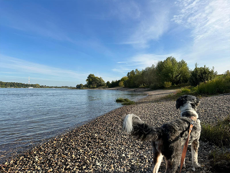 oder genieße den Spaziergang entlang des idyllischen Donau-Ufers.