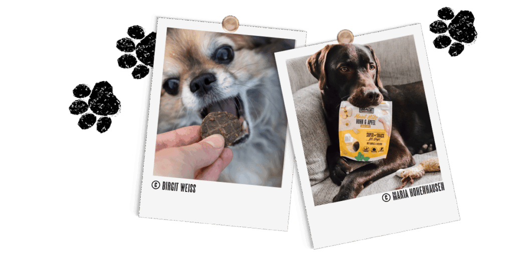 Polariods_Hund_MeatBits