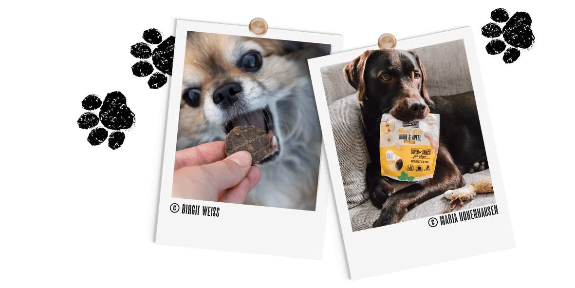 Polariods_Hund_MeatBits