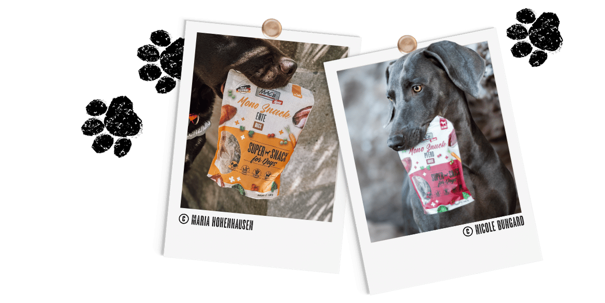 Polariods_Hund_MonoSnacks