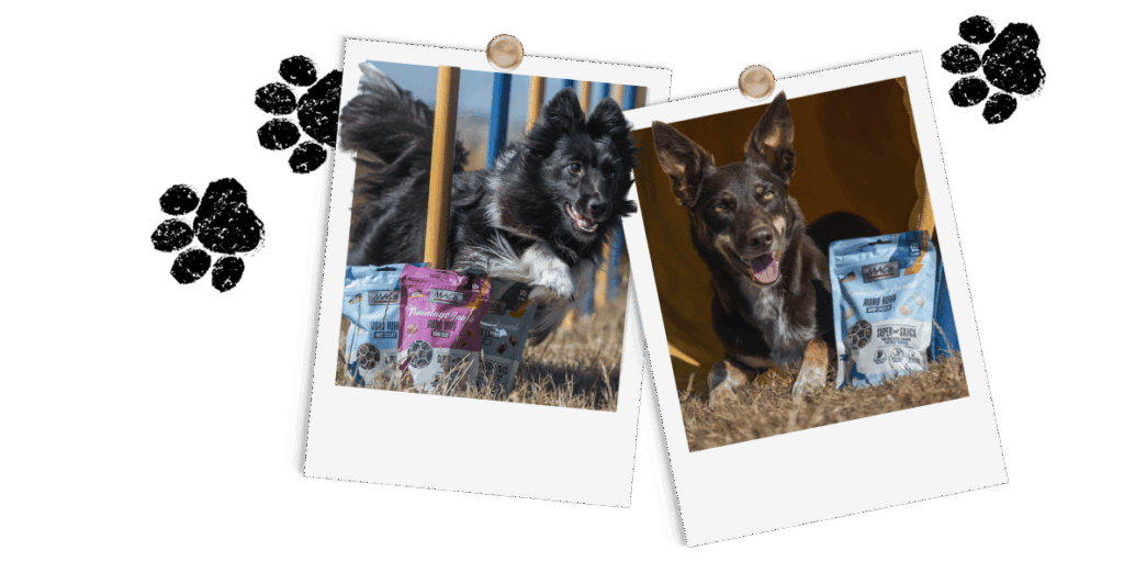 Polariods_Hund_TrainingsSnacks