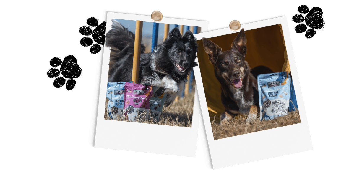 Polariods_Hund_TrainingsSnacks