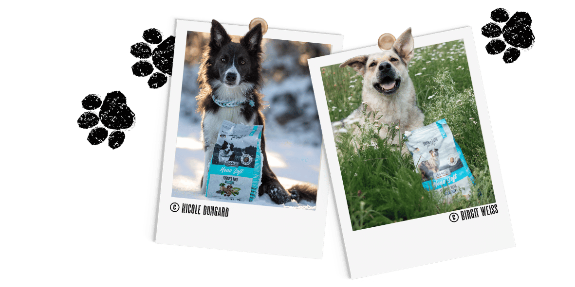 Polaroids Hund Soft