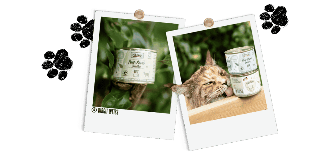Polaroids Katze Smoothies
