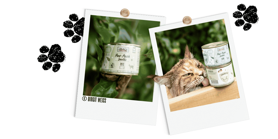 Polaroids Katze Smoothies