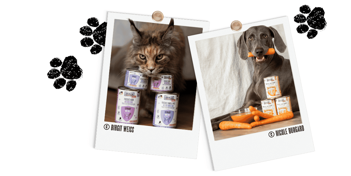 Polaroids Vetcare