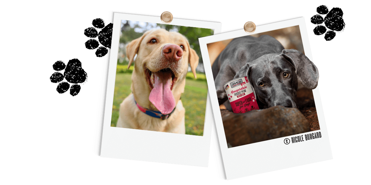 Polaroids Hund Mono