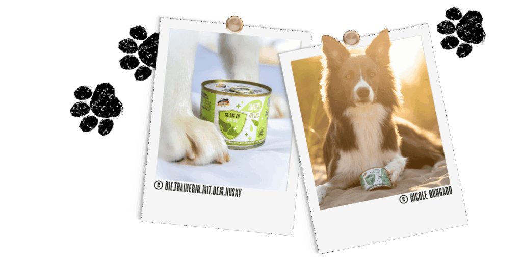 Polaroids_Hund_Smoothie