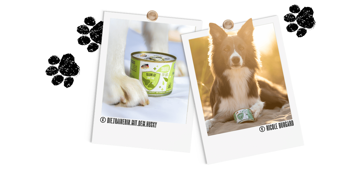 Polaroids_Hund_Smoothie