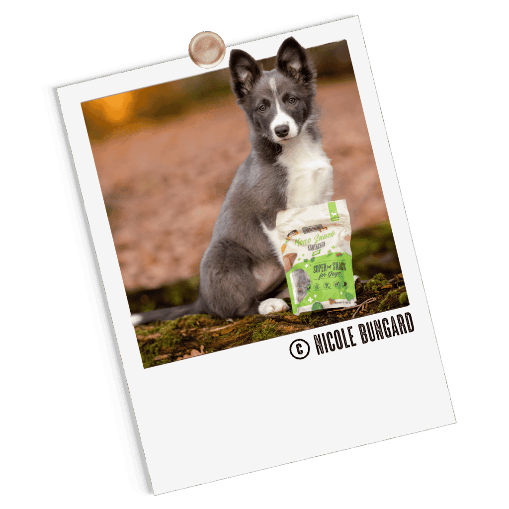 Polaroid Hund Mono Snacks