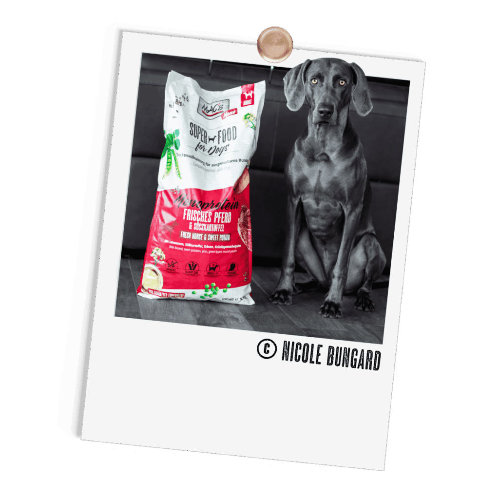 Polaroid Hund Mono Trocken