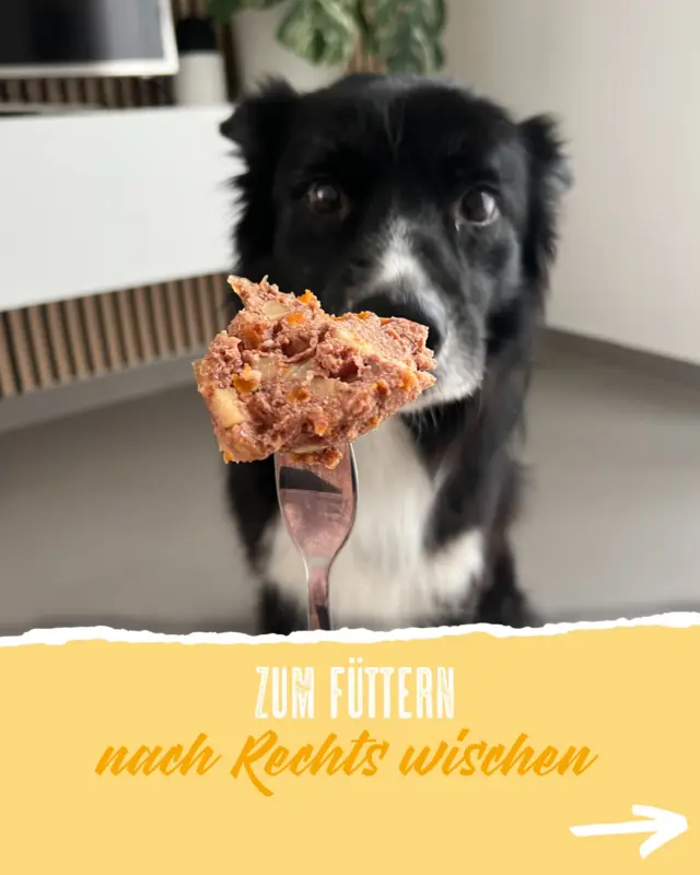 Ștergeți -vă la dreapta pentru a hrăni Solis 🐶🍽 📷 @BordersLifestyle 🐾macSpetFood #HunderFood #HundeLieB