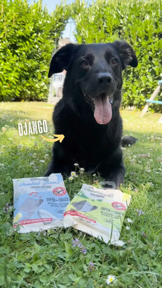 Chiar și la temperaturile de vară, mușcăturile vor să fie îngrijite de 🦷🪥 django @quintyna macht Acest lucru este foarte exemplar cu stick -urile noastre dentare ☺️macSpetFood #Dentalsticks #Frischeküsschen #hundelieben #hundeleben